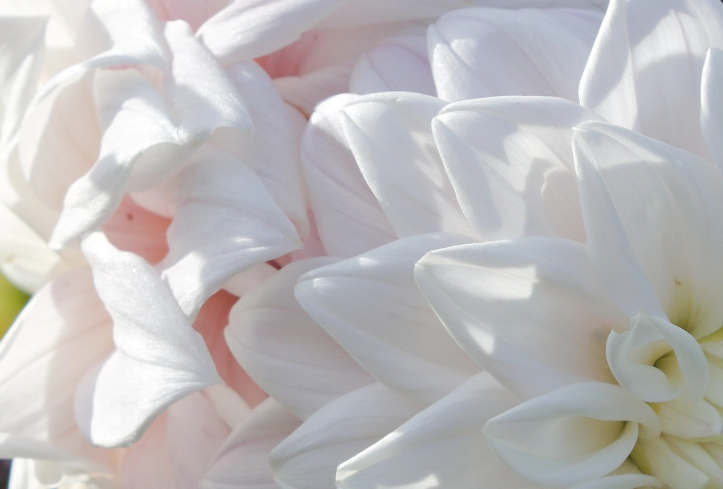 A close-up of white-pink flower petals. They look very soft.