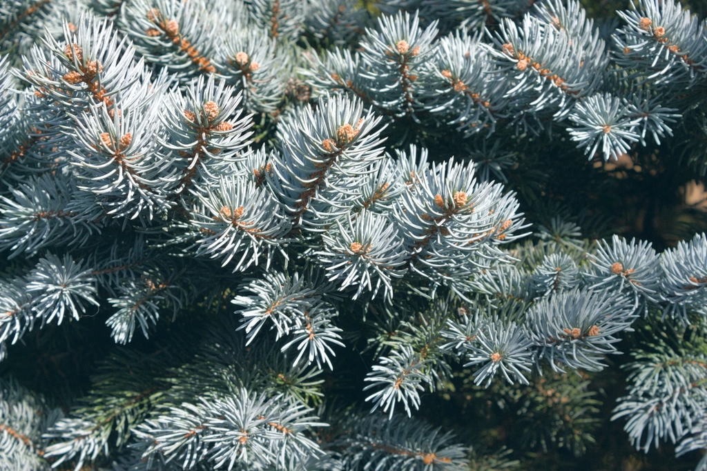 A close-up of blue-green pine needles. They overlap and disappear into shadow.