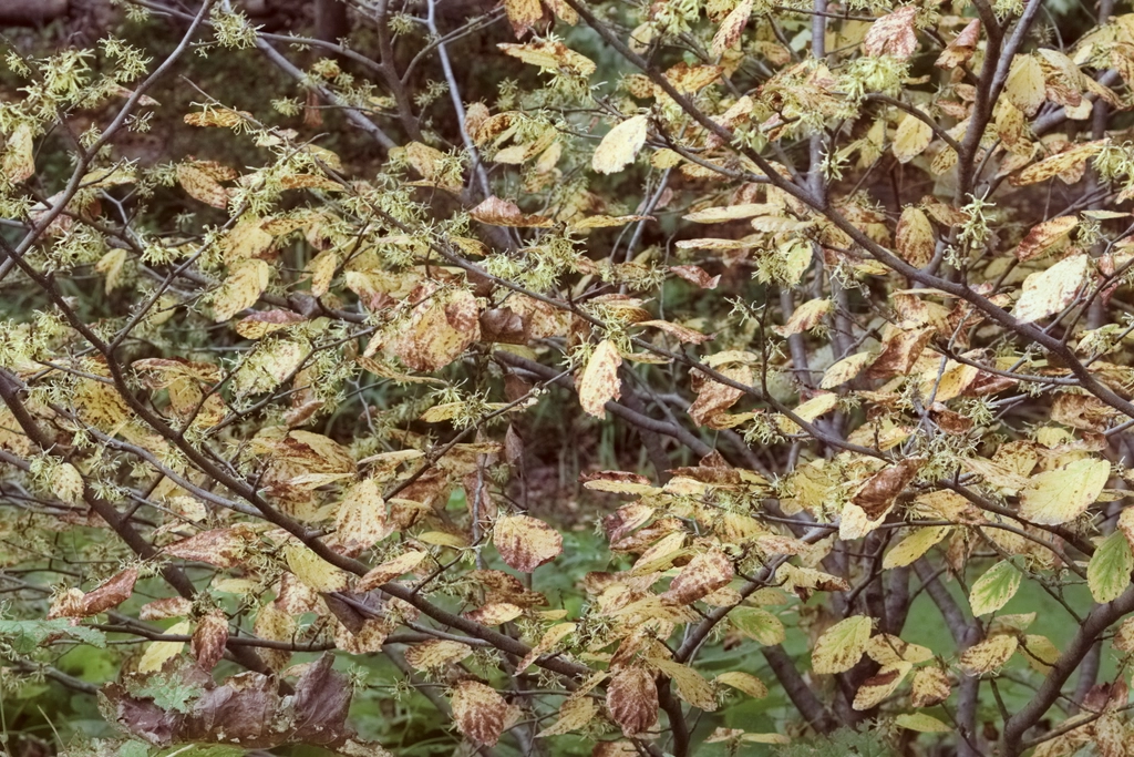 The focus is on a bunch of yellow leaves on bushes/small trees that should be far past the falling-off point. The whole scene is a bit dreary.