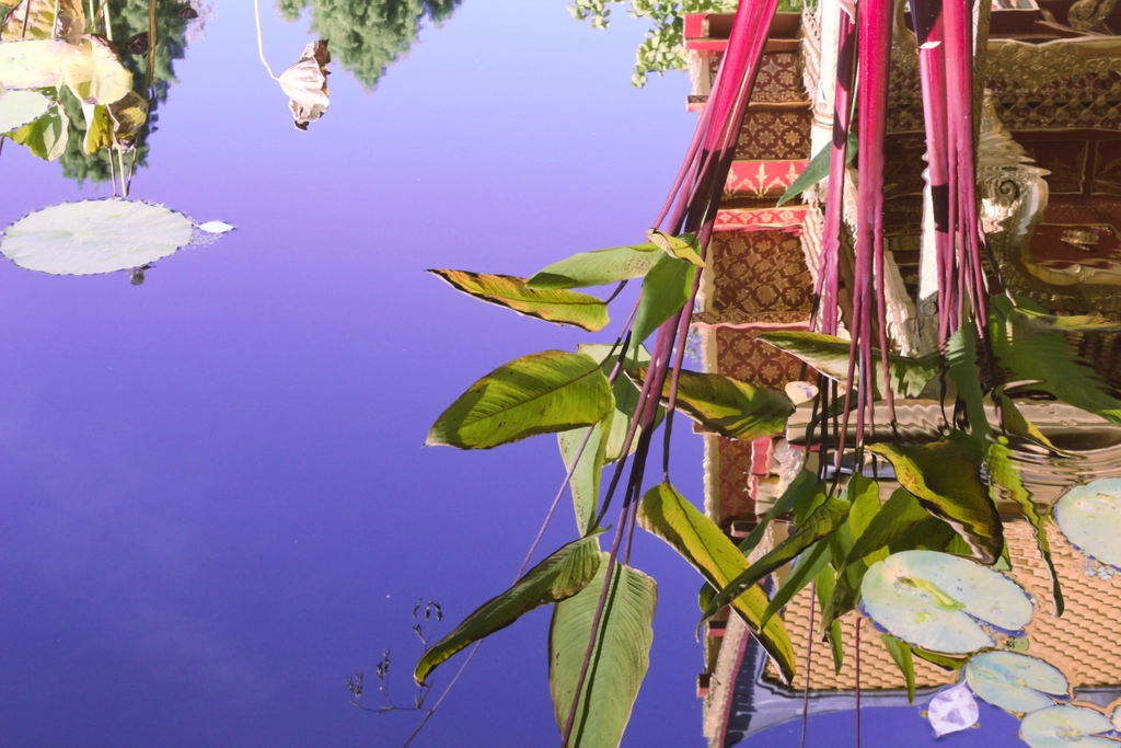 Water lilies and pink reeds are reflected in an unnaturally still pond in front of a golden temple. The only indications that this is a reflection are the fact that it's upside down, a small circular ripple off to the right obscuring part of the temple, and the unnaturally purple hue of the sky.