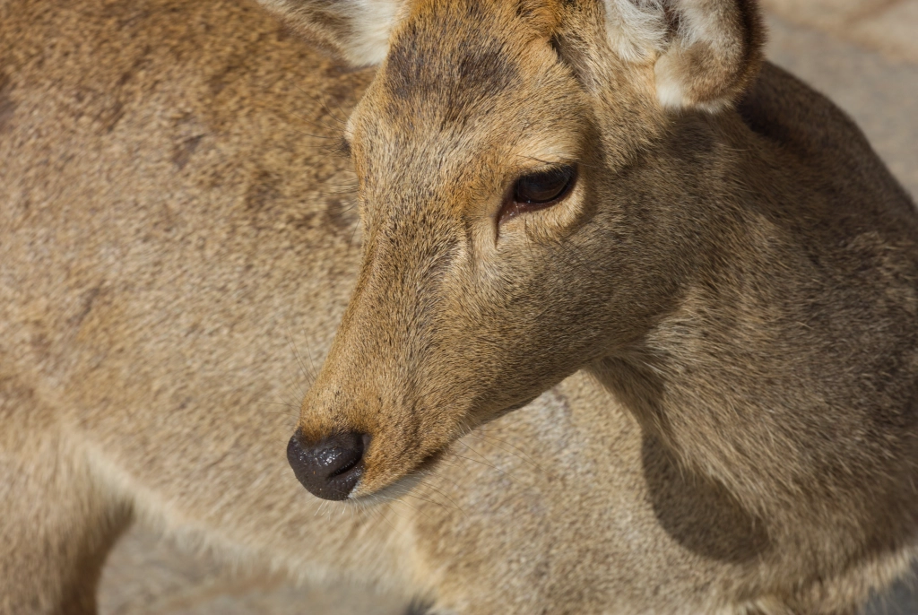 A deer tilts its head to its right, looking at something beyond the viewer. Its neck and body form a golden-ratio-esque spiral that fills the frame.