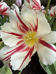 Single large white with red streaks