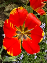 Single bright red-orange with yellow tips