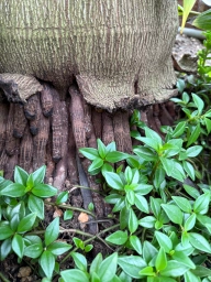 Glossy green sprouts at the base of a bulbous tree