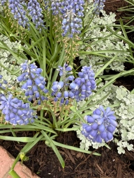 Baby blue baby bells