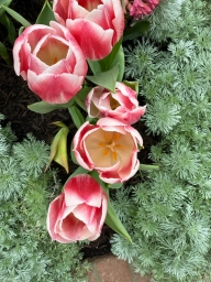 Light red, almost pink tulips with white tips
