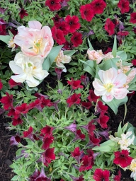 Lots of small deep red, a few white-pink