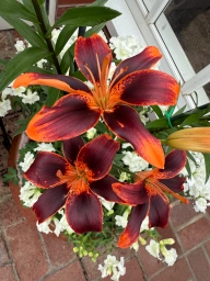 A few dark orange, almost brown petals, with orange tips
