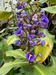 Purple flower bud tower