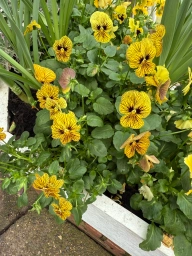 Small yellows