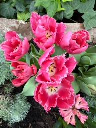 A few redder pinks