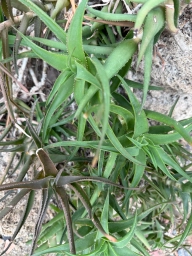 Prickly green tendrils