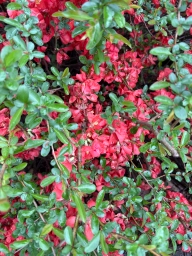 Very small glossy light reds