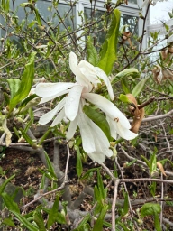 Long white petals among long grass-colored leaves