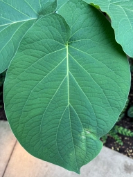 Single quite large neutral green leaf