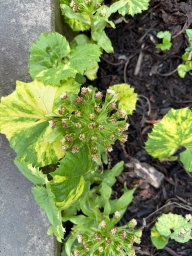 Pod-like lime-green leafies