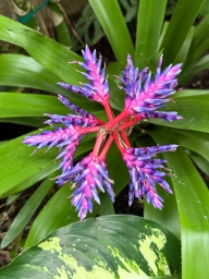 Purple-magenta gradient spiky plant