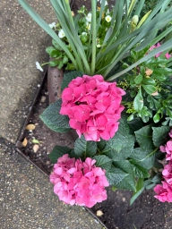 A few bunches of darker pinks with tiny silver centers