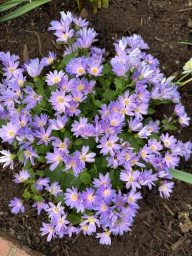 Violet lilly patch