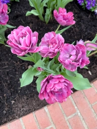 A few pinks