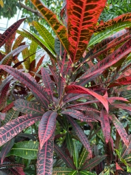Red-dyed jungle leaf towering out