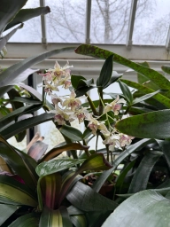 White orchids with purple striped centers, with the roof of the greenhouse visible in the background unlike all the previous pictures
