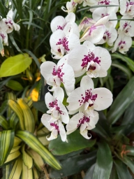 White orchids with purple spotted centers