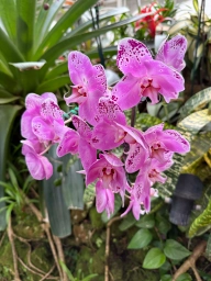 Light pink orchid
