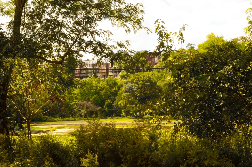 Scenic green-yellow view of trees and a pond