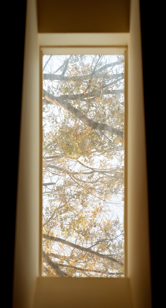 Tree branches as viewed through a skylight in the middle of morning. The scene is tinted orange.