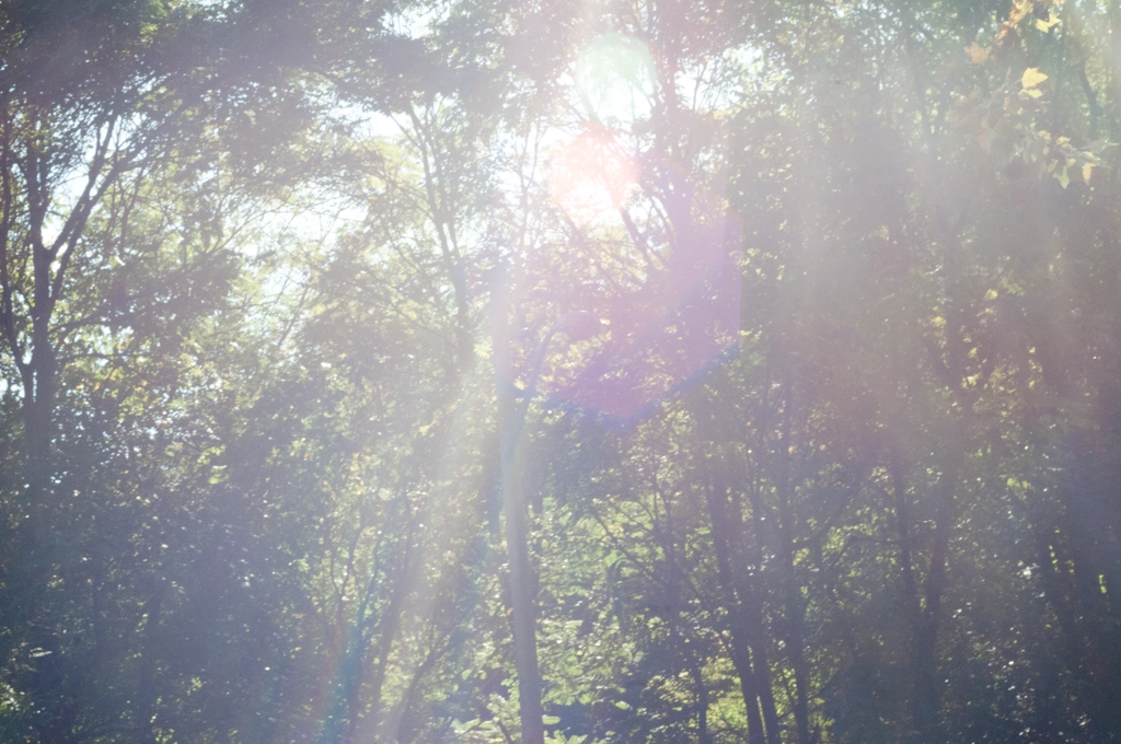 God rays obscure a moderately lush forest at midday