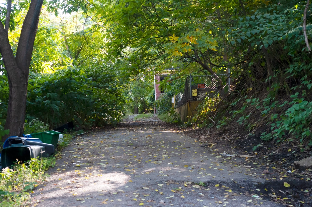 Driveway lightly covered in leaves looks lush from surrounding trees and foliage. Some turned-over trashcans and a "beware of dog" sign are visible in the extremities.