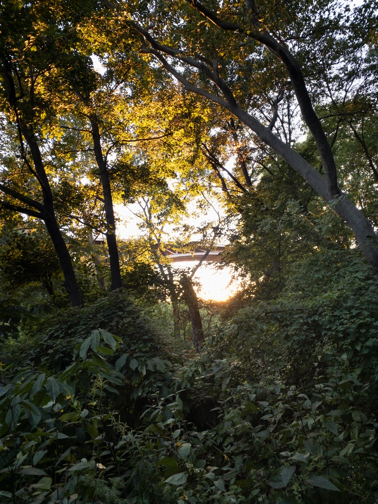 Setting sun shines upward on tree leaves from beneath a bridge