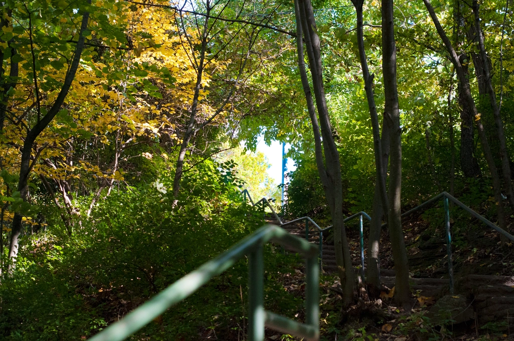 A zig-zag of a green metal rail leads the viewers eyes up some outdoor stairs through the forest to a clearing in the trees. Beginning of fall leaves looks lush green, yellow, and orange.