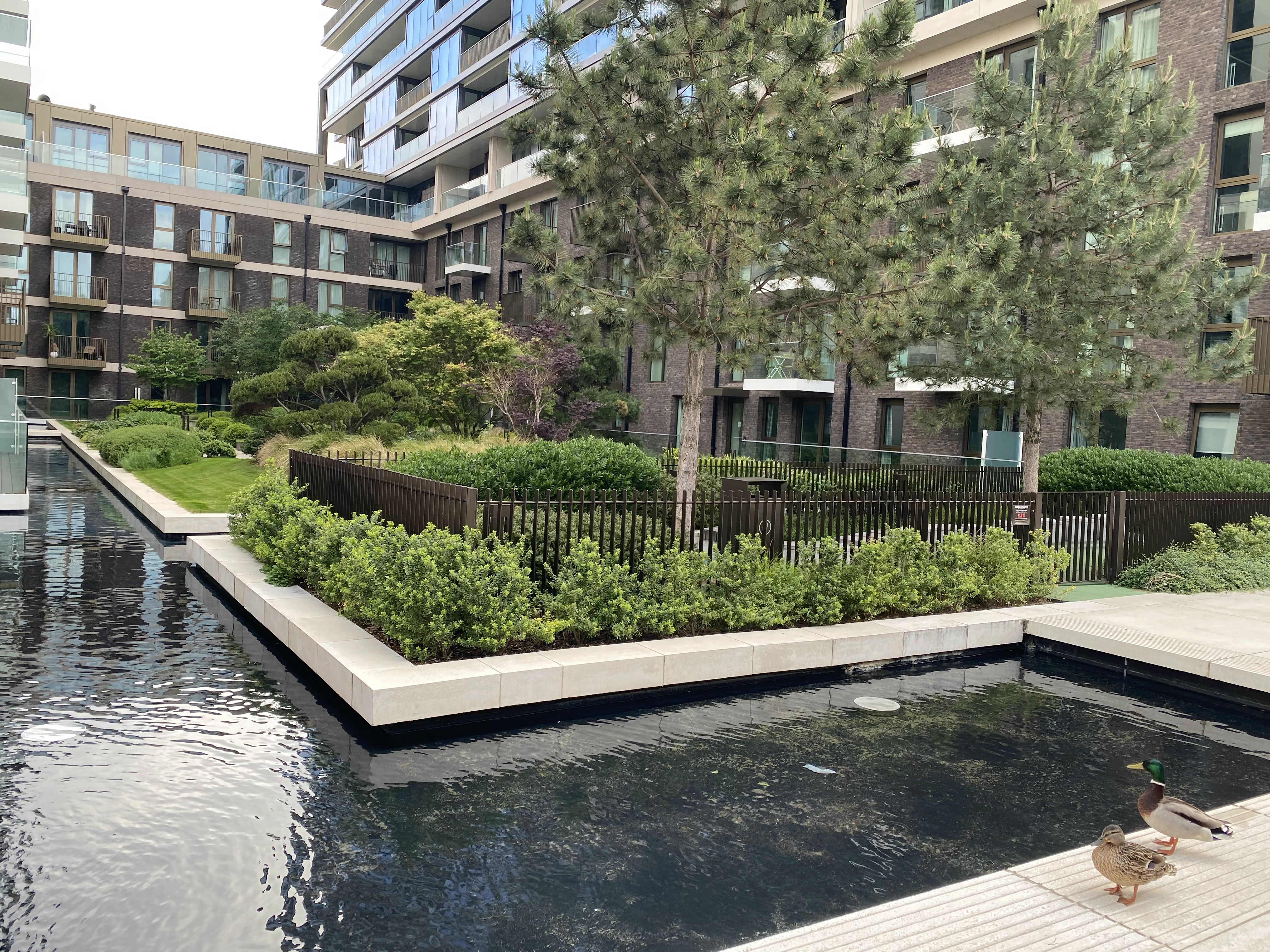 An upscale courtyard surrounded by a moat and modern apartment buildings, containing coniferous trees and shrubs. Two ducks on a concrete path look warily at the photographer.